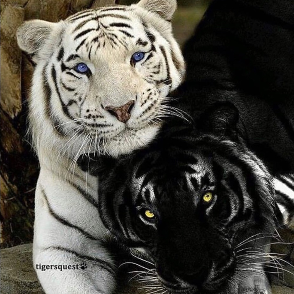 Meet your Posher, Shelon